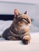 Mittens